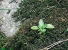 Semenáčky hořce panonského  nejlépe přežívají na místech s minimální  konkurencí – v mezerách v porostu (gapy) a na místech s narušeným drnem. Foto Z. Křenová
