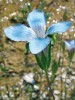 Hořec Gentianopsis thermalis roste v Rocky Mountains od státu Colorado po Montanu. Někdy bývá jedinou kvetoucí rostlinou extrémních biotopů v okolí termálních pramenů. Foto Z. Křenová