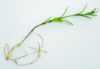 Hořec brvitý (Gentianopsis ciliata) je vytrvalá, patrně spíše krátkověká rostlina schopná vegetativního rozmnožování. Foto Z. Křenová