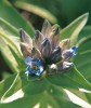 Hořec křížatý (Gentiana cruciata) – vytrvalá bylina rostoucí na bazických substrátech. Foto Z. Křenová