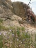 Erbovní rostlina národního parku Yellowstone v USA hořec Gentianopsis thermalis. Jak druhové jméno napovídá, často se vyskytuje v blízkosti termálních pramenů. Foto Z. Křenová