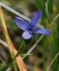 Hořec brvitý (Gentianopsis ciliata) je jedním z druhů,  jehož květy jsou typicky hořcově modré. Foto P. Brodecký 