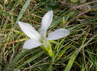  V populacích hořce brvitého (Gentianopsis ciliata) se vzácně  vyskytují i albinotičtí jedinci.   Foto V. Herman 