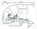 Schematické znázornění endokrinní soustavy hmyzu. Ganglia nervové pásky – zleva: suboesophageální, prothorakální, mesothorakální a metathorakální. Podle F. Sehnala kreslila H. Štěrbová