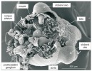 Centrální nervová a endokrinní soustava ruměnice pospolné (Pyrrhocoris apterus) v rozlomené hlavové části zobrazené pomocí skenovacího elektronového mikroskopu (Jeol 6300). Žlázy corpora cardiaca jsou překryty žlázou corpus allatum. Foto F. Weyda