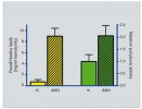 Vliv adipokinetického hormonu (Pyrap-AKH, 10 pmol) na mobilizaci  lipidů (levá část grafu) a působení  stejného hormonu (40 pmol) na  pohybovou aktivitu ruměnice pospolné (pravá část grafu), obojí ve srovnání s kontrolními jedinci bez aplikace  hormonu. Podrobnosti v textu.  Sloupce představují průměrné hodnoty z 8–10 měření, úsečky pak směrodatnou odchylku. Rozdíl mezi experimentálními (AKH) a kontrolními (K) hodnotami  příslušných dvojic byl statisticky významný. Orig. D. Kodrík