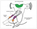 Schematické znázornění endokrinní soustavy hmyzu. Detail mozku se žlázami corpora cardiaca a corpora allata. Orig. H. Štěrbová