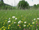 Květnatá louka v národní přírodní památce Švařec. Foto H. Skořepa