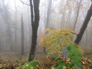 Suťový les nad údolím Hodonínky (hřbet Sklapsko u Prosetína) je součástí evropsky významné lokality (EVL) Čepičkův vrch a údolí Hodonínky.  Foto H. Skořepa