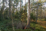 Blatkový bor v NPR Dářko. Foto H. Skořepa