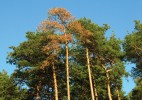 Porost borovice lesní (Pinus sylvestris) odumírající vlivem cenangiózy způsobované houbou Cenangium ferruginosum. Foto D. Palovčíková