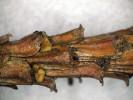 Detail větvičky borovice lesní s plodnicemi Cenangium ferruginosum – apotecia miskovitého tvaru. Foto D. Palovčíková