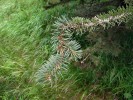 Smrk pichlavý (Picea pungens) napadený kloubnatkou smrkovou  (Gemmamyces piceae) – pupen sice vyrašil, ale je silně pokroucený a znetvořený. Foto D. Palovčíková