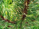 Narůstající ložiska spor zvaná aecia puchýřnatky podbělové (Coleosporium tussilaginis) na jehlicích borovice kleče (Pinus mugo). Foto D. Palovčíková