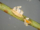 Po opadu celých aecií puchýřnatky podbělové (Coleosporium tussilaginis) zůstávají na jehlicích borovice hnědé oválné stopy. Foto D. Palovčíková