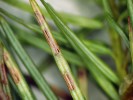 Plodnice (apotecia) skotské sypavky douglasky Rhabdocline pseudotsugae narůstají na rubu jehlice douglasky tisolisté (Pseudotsuga menziesii). Foto D. Palovčíková