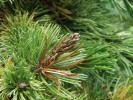 Primární symptomy Sphaeropsis sapinea na borovici osinaté (Pinus aristata). Pupen sice ještě částečně raší, ale jehlice už zasychají. Foto D. Palovčíková