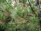 Borovice černá (Pinus nigra)  napadená červenou sypavkou borovice Mycosphaerella pini. Zdravé má pouze rašící jehlice, ostatní ročníky jehlic  jsou zbarveny do červena,  poslední je úplně opadaný. Foto D. Palovčíková