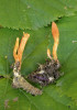 Stromata (nosiče plodnic) entomopatogenní housenice červené (Cordyceps militaris) na housence a kukle blíže neurčeného motýla. Foto L. Janošík