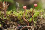 Stromata paličkovice (Claviceps sp.) vyzdvihují několik desítek vlastních plodnic (peritecií) nad povrch substrátu a plní podobnou funkci jako třeň u stopkovýtrusných hub. Foto L. Janošík