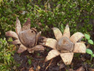 Plodnice v České republice kriticky ohrožené hvězdovky uherské (Geastrum hungaricum) se vzácně vyskytují na stepních loukách a mohou po dopadu kapky vody i jiném mechanickém podráždění uvolnit oblak bazidiospor. Foto L. Janošík