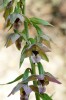 V Severní Americe invazní kruštík širolistý (Epipactis helleborine, vstavačovité – Orchidaceae). Foto I. Králíček