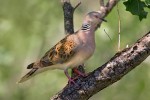 Pták roku 2019 – hrdlička divoká (Streptopelia turtur). Foto J. Bohdal