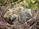 Tři dny stará mláďata v hnízdě.  Foto M. Bažant