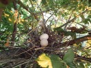 Hnízdo hrdličky divoké je jednoduchá stavba z větviček, kam snáší vždy dvě vejce. Foto M. Buršíková a J. Sýkorová