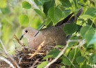 Příbuzná hrdlička zahradní (Streptopelia decaocto) osídlila naše území až ve 40. letech 20. století. Foto Z. Cebesi, převzato v souladu s podmínkami použití