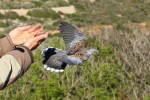 Migrace hrdliček divokých je studována pomocí satelitních vysílačů. Foto BirdLife Malta