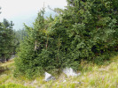 Dceřiné stromy první generace  vzniklé hřížením větví rodičovského smrku při horní hranici zapojeného lesa. Foto M. Šenfeldr