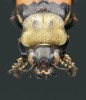 Na detailu hlavy a štítu hrobaříků můžeme pozorovat zřetelné rozdíly mezi jednotlivými druhy. Na obr. hrobařík N. tomentosus a jeho po celé ploše ochlupený štít. Foto S. Vrabec