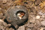 Mladé larvy hrobaříka N. sepultor zavrtané do potravní koule vytvořené z rozkládající se mršiny. Foto P. Šípek