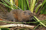 Hryzec vodní (Arvicola amphibius) je naším největším původním druhem hraboše, který může dosáhnout hmotnosti až 180 g. Foto M. Anděra