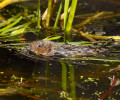 Obojživelná forma hryzce vodního (Arvicola amphibius) využívá vodní biotopy. Foto L. Hlásek
