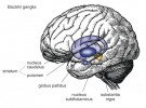 Jádra zapojená do okruhů bazálních ganglií v lidském mozku. Podle materiálů z archivu autorů kreslila M. Chumchalová