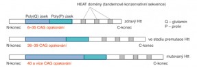 Zjednodušená struktura proteinu huntingtinu (Htt). Blíže v textu. Orig. D. Pallová