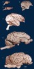 Srovnání velikosti mozku druhů, které by mohly být použity pro modelování neurodegenerativních onemocnění: a – myš domácí (Mus musculus),  b – potkan (Rattus norvegicus), c – kosman bělovousý (Callithrix jacchus),  d – makak rhesus (Macaca mulatta),  e – prase domácí (Sus scrofa domesticus), f – ovce domácí (Ovis aries domestica). Snímky: University of Wisconsin and Michigan State Comparative Mammalian Brain Collections (Morton a Howland 2013), použity s laskavým svolením vydavatelství IOS Press