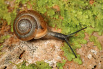 Vlahovka chorvatská (Perforatella welebitana). Chorvatsko, Švica. Foto R. Coufal