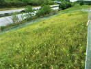 Experimentální plocha u Dolního Újezda v druhé sezoně po výsevu kokrhe­le v r. 2015. Od fotografie na obr. 12  dělí tento snímek jen sekundy a přibližně 1 m vzdálenosti. Patrný je výrazně nižší objem biomasy vegetace, stejně jako menší zastoupení produktivních trav. Foto M. Mazalová