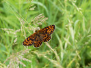 Hnědásek jitrocelový (Melitaea athalia). Jeden z ochranářsky významnějších druhů, doložených monitoringem silničních okrajů. Foto M. Mazalová