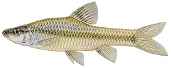 Střevlička východní (Pseudorasbora parva) dosahuje nejvyšší početnosti  ve stojatých vodách, kde představuje konzumací planktonu vážného  konkurenta místním druhům ryb  a larvám obojživelníků. Originál L. Vybíralová