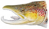 Detail hlavy samce lososa obecného (Salmo salar). Originál L. Vybíralová