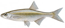 K běžným zdejším rybám patří  ouklej obecná (Alburnus alburnus). Originál L. Vybíralová