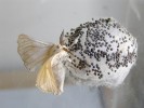 Samička bource morušového s nakladenými vajíčky na hedvábném kokonu. Líhnoucí se motýl kokon poruší, proto je při výrobě hedvábí potřeba kukly usmrtit. Foto P. Hyršl