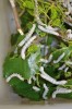 Housenky bource morušového přijímají jedinou potravu – morušové listí. Procházejí pěti vývojovými stadii, poté si vytvářejí hedvábný kokon pro zakuklení. Foto P. Hyršl