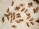Octomilka Drosophila melanogaster patří k nejlépe prozkoumaným druhům hmyzu, známe její genom a funkce  mnoha jejích genů se podobá lidským.  Zde obě pohlaví po narkóze oxidem uhličitým, samci mají tmavý zadeček. Červené oči jsou typické pro volně žijící populaci. Foto P. Hyršl