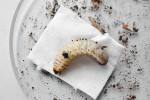 Larva zlatohlávka rodu Eudicella s melanizovaným cizorodým objektem pod kutikulou (pravděpodobně částice substrátu vniklá při poranění). Foto P. Hyršl