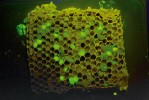 Včelí plod po laboratorní nákaze bakteriemi obsahujícími zelený fluorescenční protein (GFP). Po nasvícení ultrafialovým světlem jsou vidět včelí larvy, u nichž úspěšně proběhla nákaza. Foto P. Hyršl